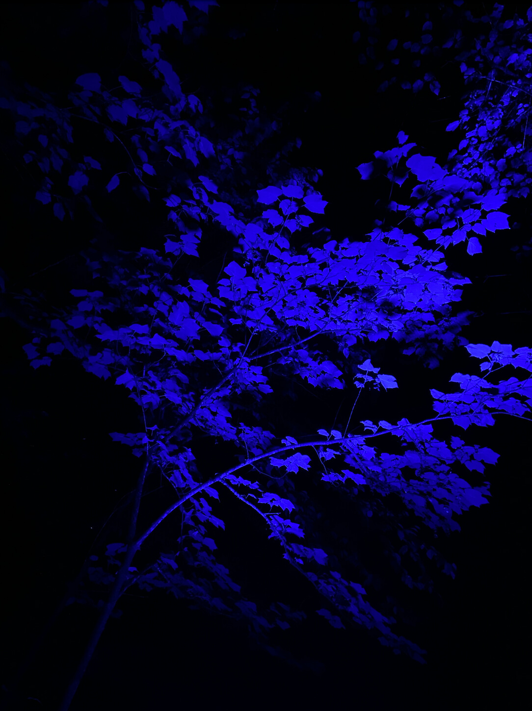 Foresta Lumina, Coaticook
